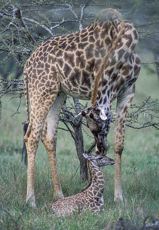 马赛长颈鹿(Giraffa camelopardalis tippelskirchi)，也被称为马赛长颈鹿或乞力马扎罗山长颈鹿，是最大的长颈鹿亚种和最高的陆地哺乳动物。肯尼亚马赛马拉国家保护区。母亲和刚出生的小牛。清洗。